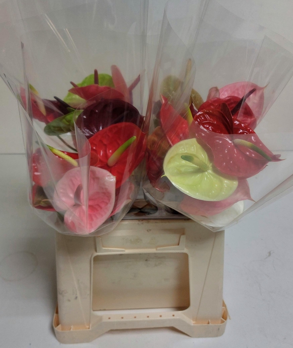 <h4>Anthurium Mix</h4>