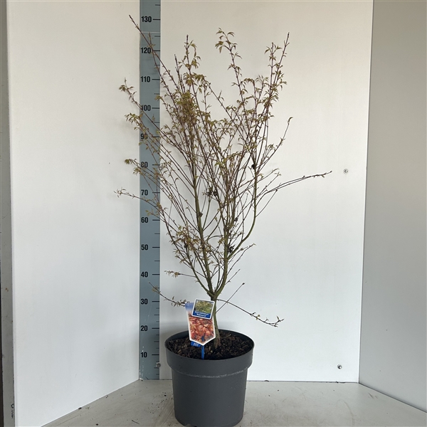 <h4>Acer pal. 'Katsura'</h4>