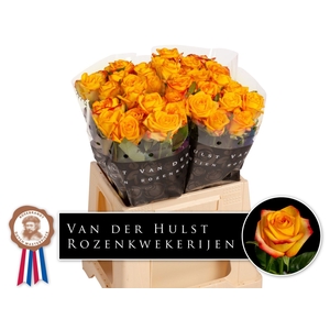 R Gr Catalunya Hulst