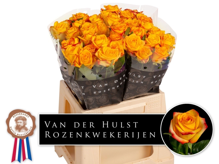 <h4>R Gr Catalunya Hulst</h4>