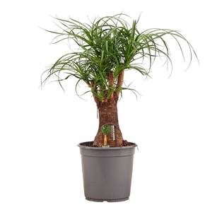 Beaucarnea vertakt 24 cm