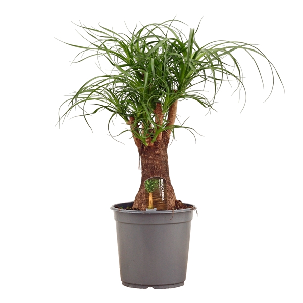 <h4>Beaucarnea vertakt 24 cm</h4>