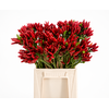 Sierpeper Fire Red