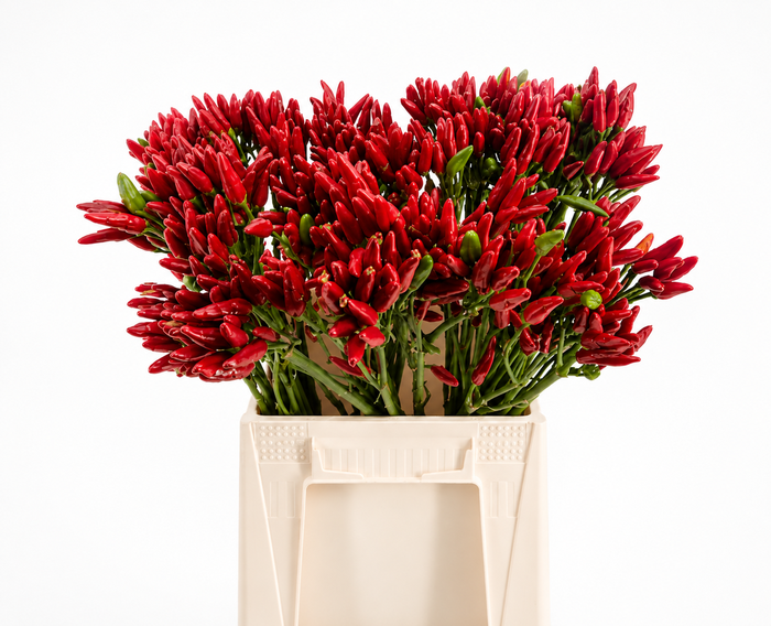Sierpeper Fire Red