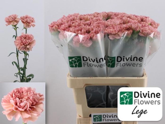 <h4>Di St Lege Pink</h4>