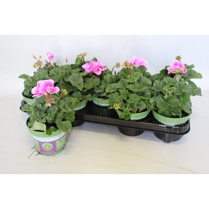 Pelargonium zonale Raiko light Lilac Purple Eye