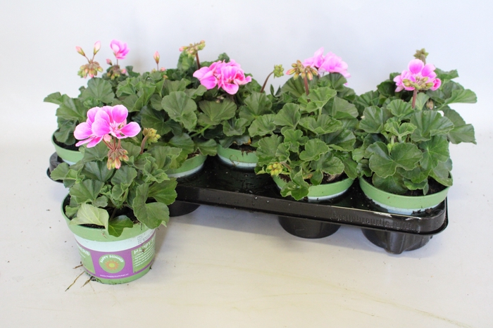 <h4>Pelargonium zonale Raiko light Lilac Purple Eye</h4>