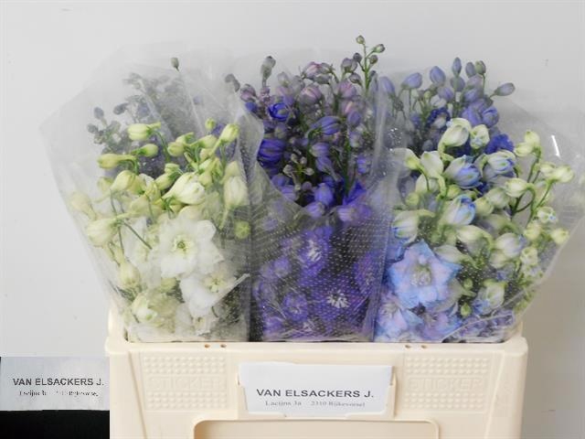 <h4>Delph Mix In Bucket Elsackers</h4>