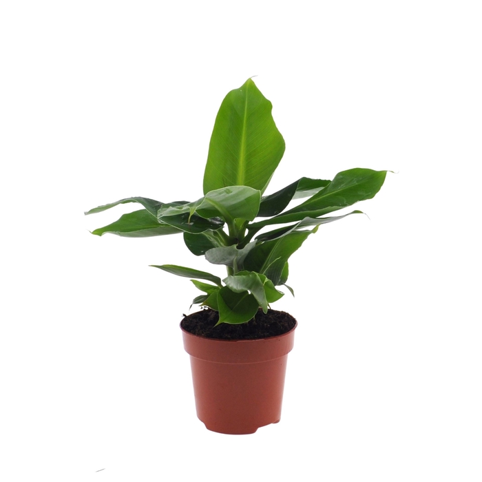 <h4>Musa Tropicana</h4>