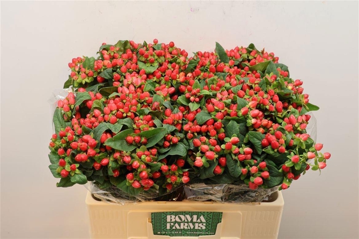 <h4>HYP MAG TRIUMPH</h4>