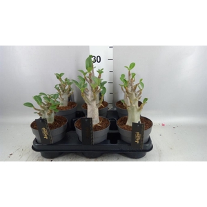 Adenium NB 'Ansu Baobab'