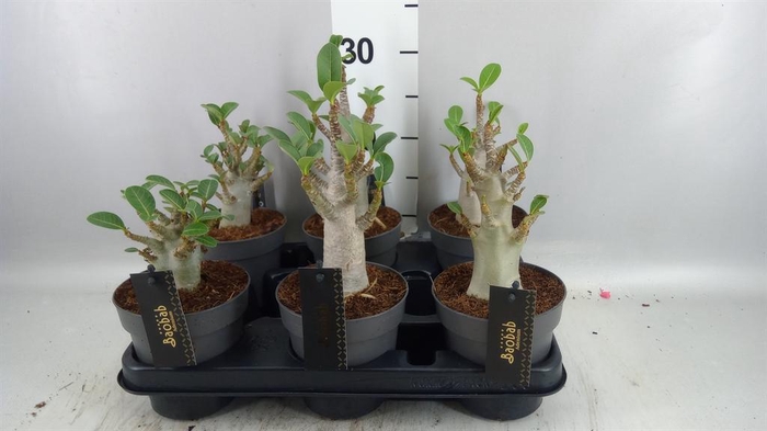 <h4>Adenium NB 'Ansu Baobab'</h4>