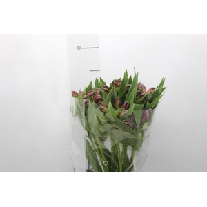 ALSTROEMERIA NAPOLI 080 CM