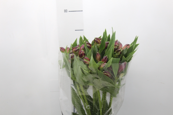 <h4>ALSTROEMERIA NAPOLI 080 CM</h4>