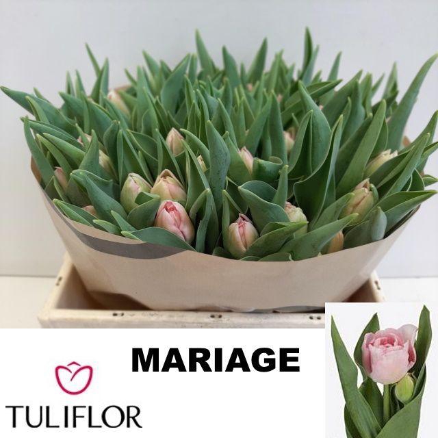 <h4>TU DU MARIAGE</h4>