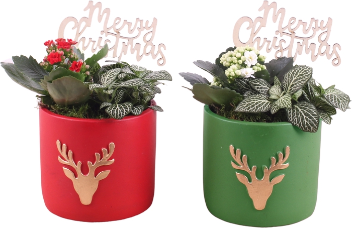 <h4>Opm Christmas Arr. Indoor Ceramic Reindeer Red & G</h4>