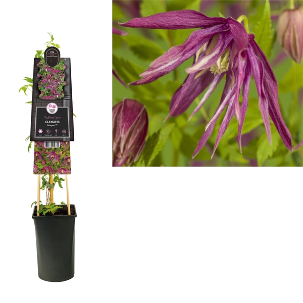 <h4>Clematis Octopus PBR +3.0 label</h4>