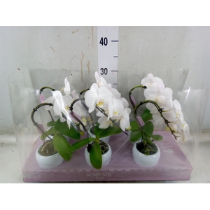 Phalaenopsis   ...white
