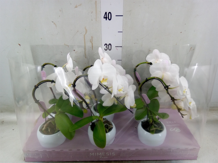 <h4>Phalaenopsis   ...white</h4>