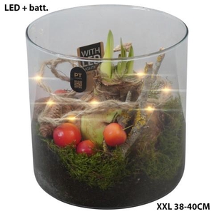 PTAXL2909 Arrangement Amaryllis XXL in glas cylinder