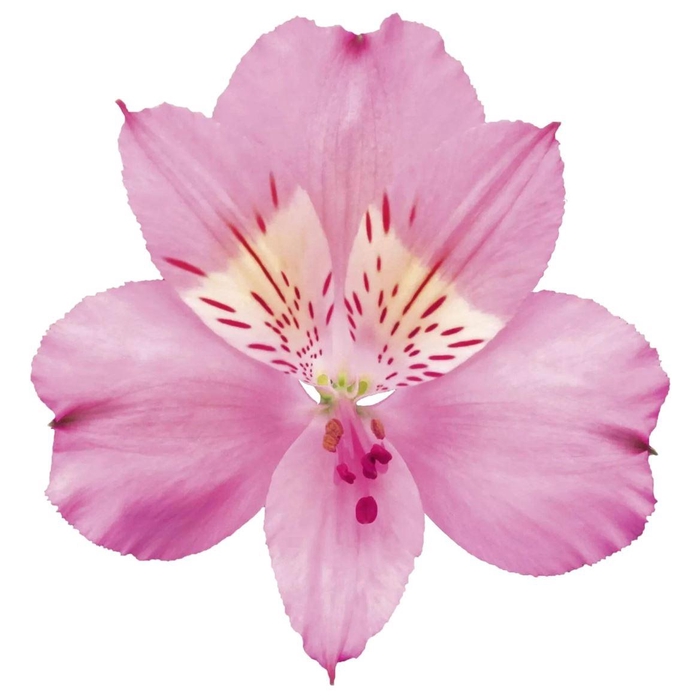 <h4>Alstr Supreme Stephanie</h4>