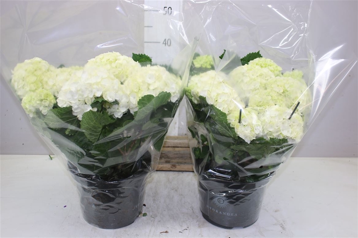 <h4>Hydrangea Crystal Palace 7+ Bush</h4>