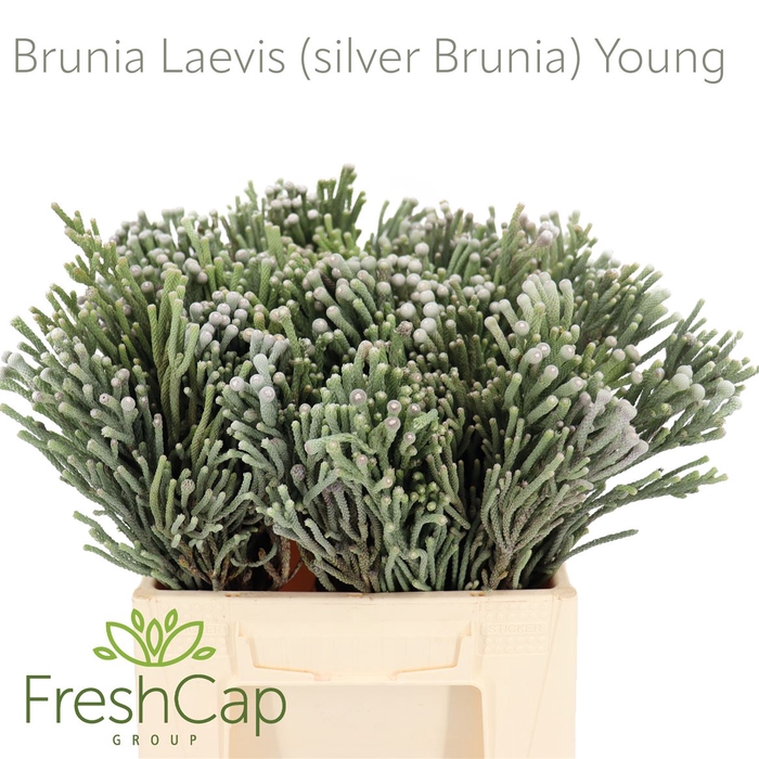 Brunia Leavis (silver Brunia) Young