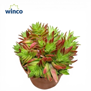 Crassula Capitella
