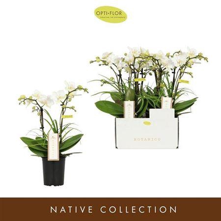 <h4>Phal Botanico Nolina White 2 Spike</h4>