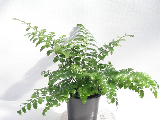 ASPLENIUM DIMORPHUM P11 PARVATI