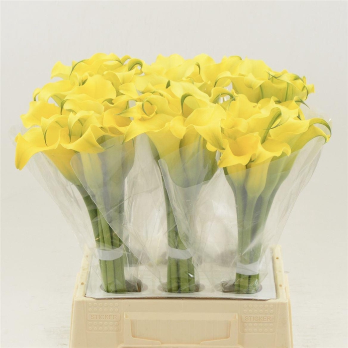 <h4>Calla Monte Carlo</h4>