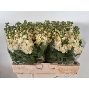 MATTH MATHILD YELLOW