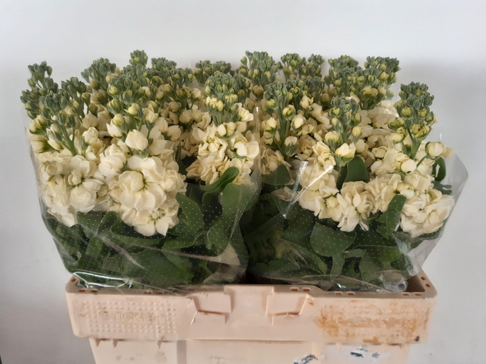 <h4>MATTH MATHILD YELLOW</h4>