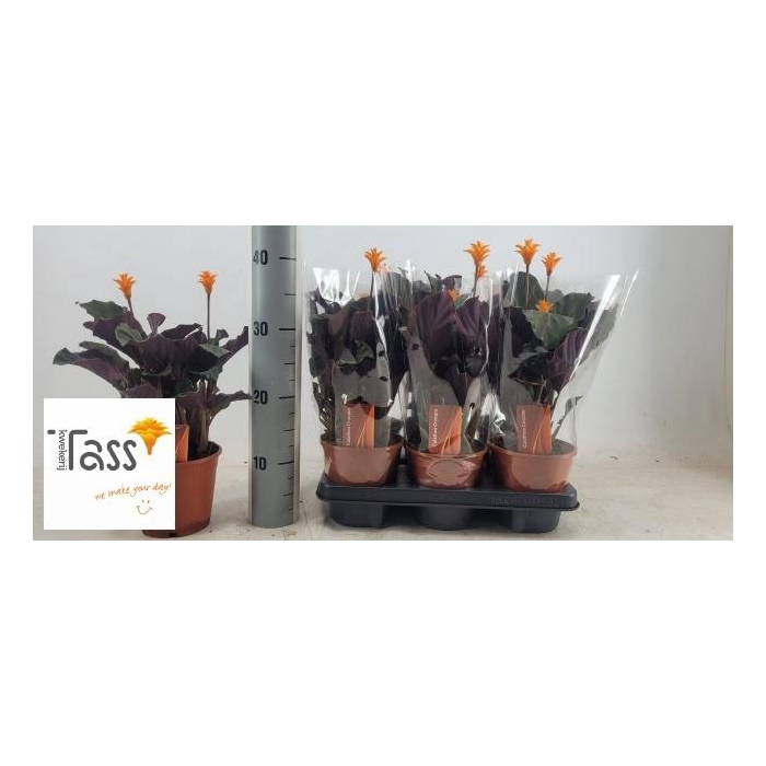 <h4>CALAT CROCATA</h4>