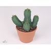 Euphorbia resinifera