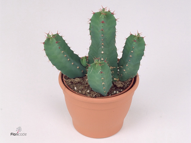 Euphorbia resinifera