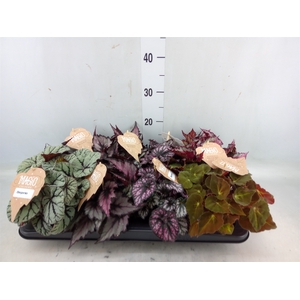 Begonia BD rex   ...mix