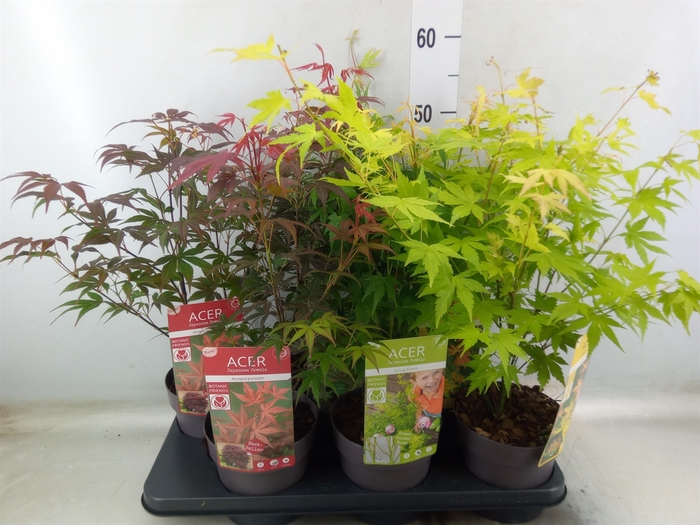 <h4>Acer palmatum</h4>