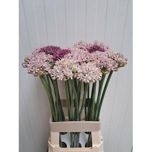 ALLIUM GROOTBLOEMIG