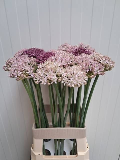 <h4>ALLIUM GROOTBLOEMIG</h4>