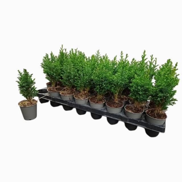 <h4>CHAM L ELLWOODII</h4>