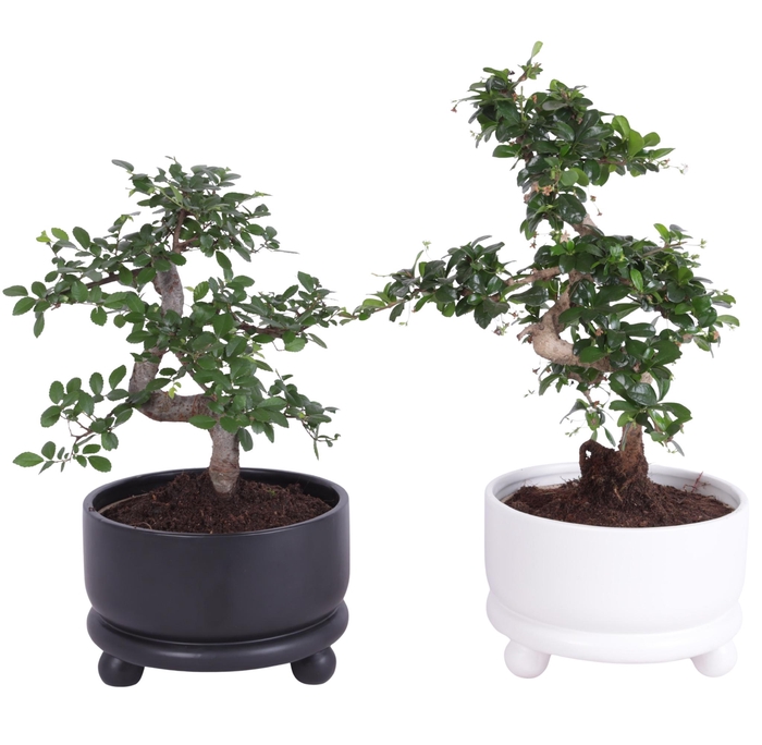 <h4>Bonsai Indoor Mix Ø20cm S-Shape in Ø21cm Modern Bowl</h4>
