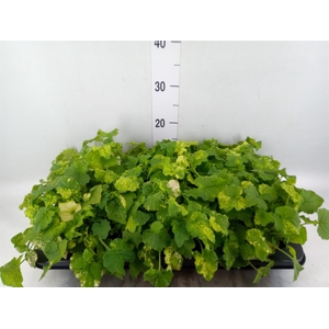 Tolmiea menziesii   ...variegated