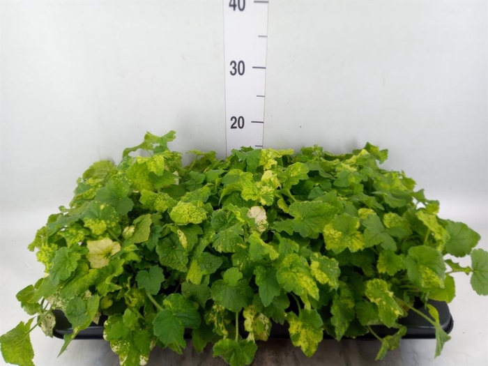 <h4>Tolmiea menziesii   ...variegated</h4>