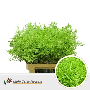 Limonium DYED Green Apple