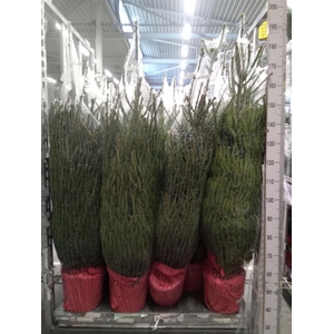 Picea abies