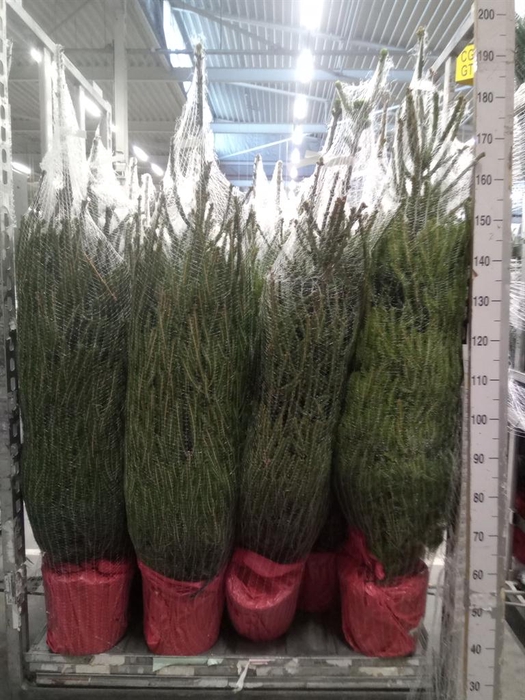 <h4>Picea abies</h4>