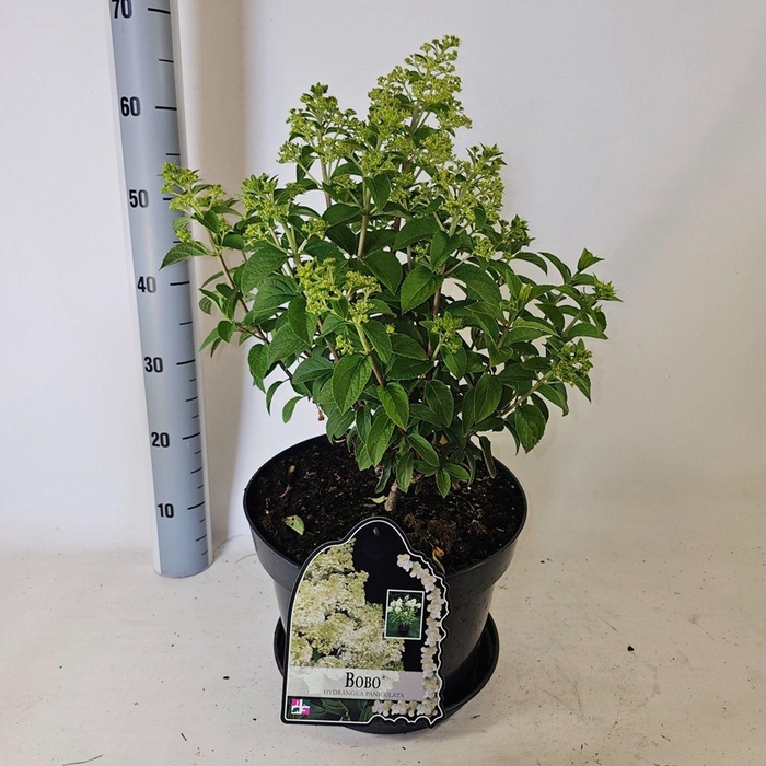 <h4>Hydrangea paniculata</h4>