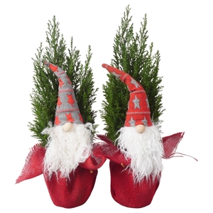 PTK25212 Ellwoodii in jute met decoratie