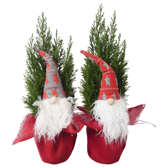 <h4>PTK25212 Ellwoodii in jute met decoratie</h4>